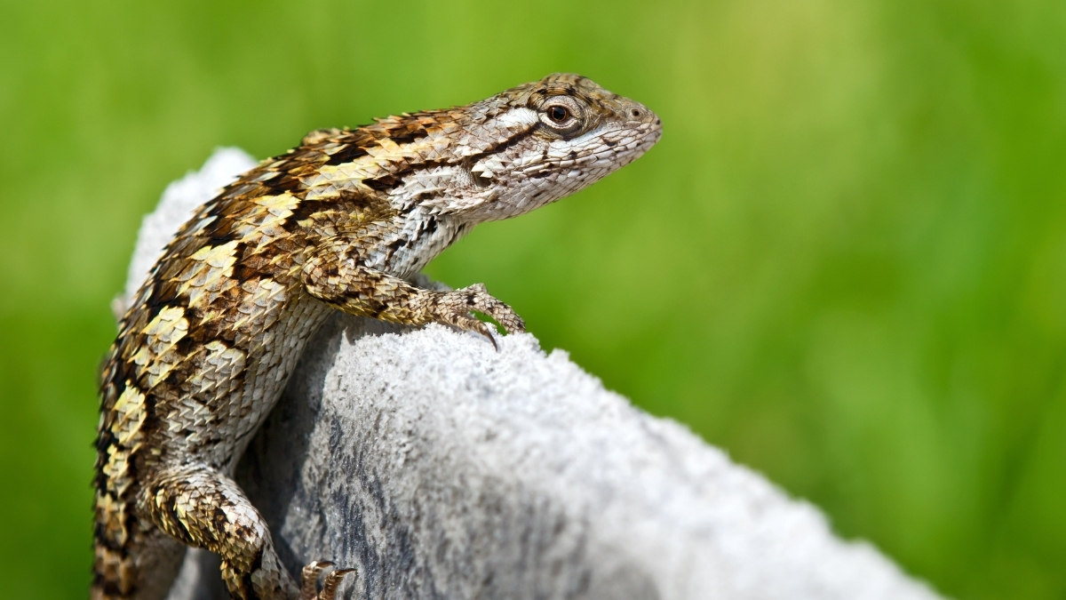 Featured image for “Babies on the Way!”