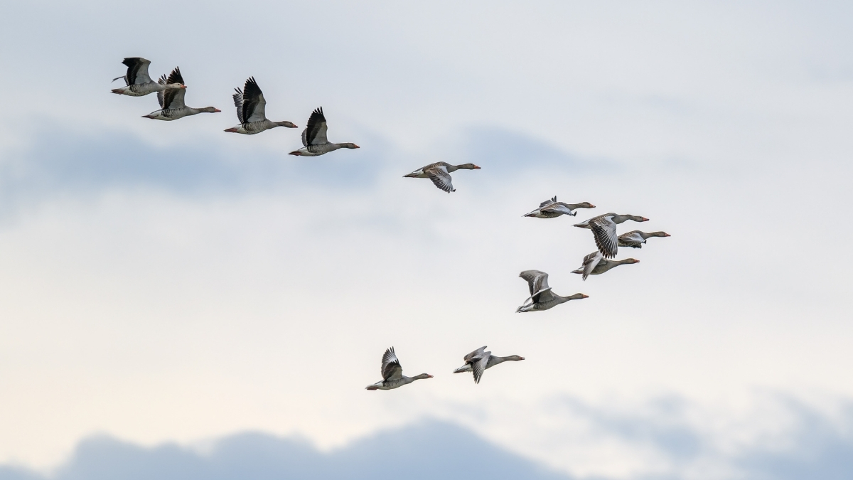 Featured image for “Bird winter migration is here!”