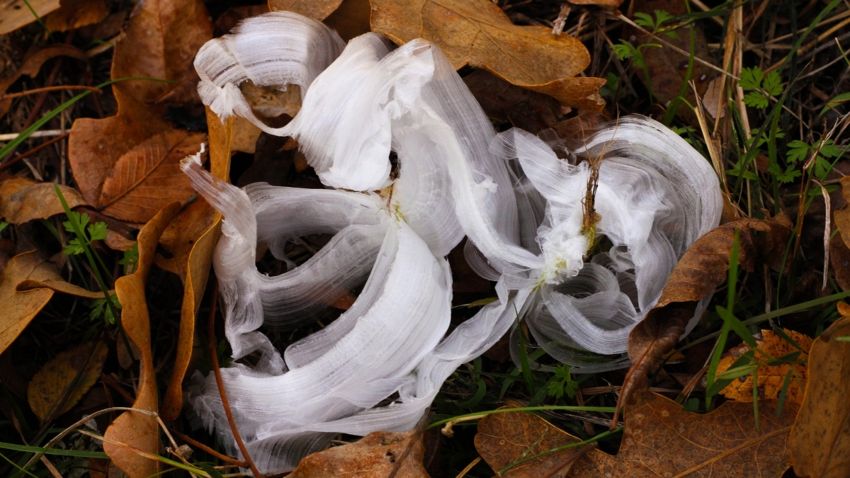 Featured image for “The beauty of Frostweed”