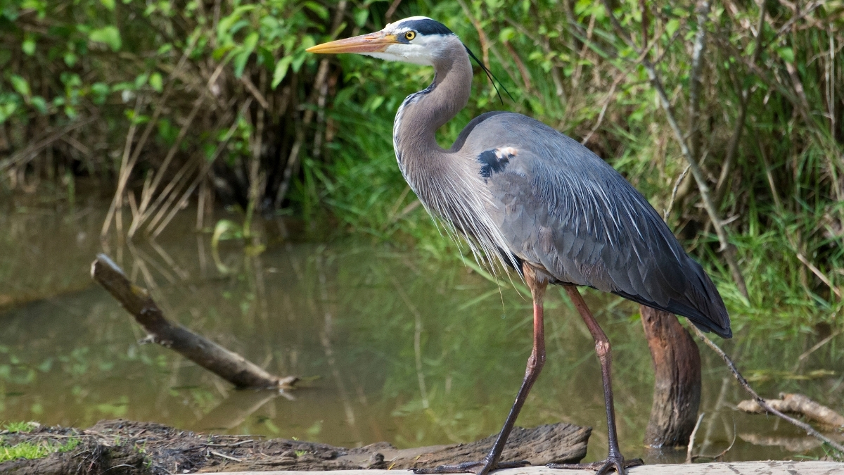 Featured image for “Interesting Facts About Great Blue Herons”