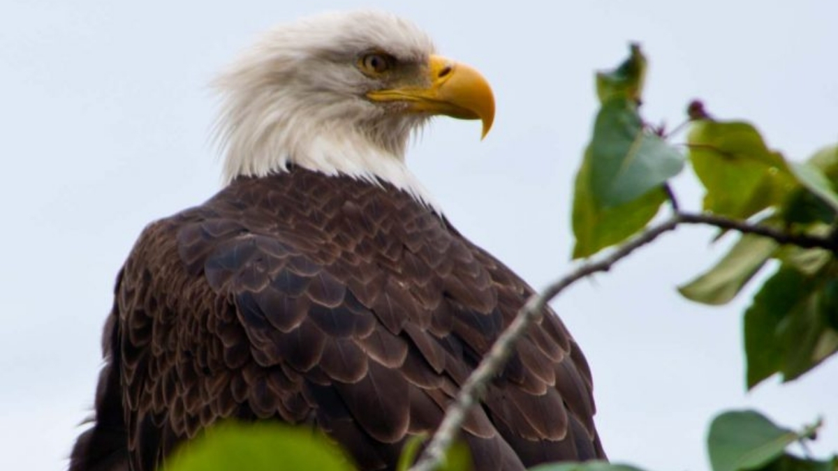 Featured image for “The Great Backyard Bird Count Is Here!”