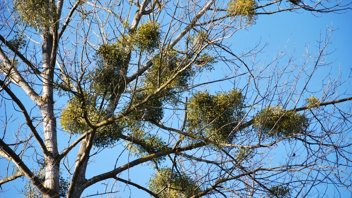 Featured image for “Mistletoe Plants: Fascinating Group”