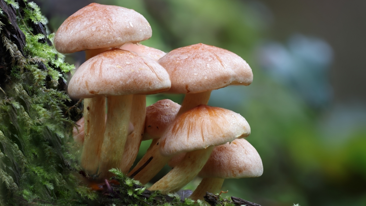Featured image for “Mushrooms All Around Us”