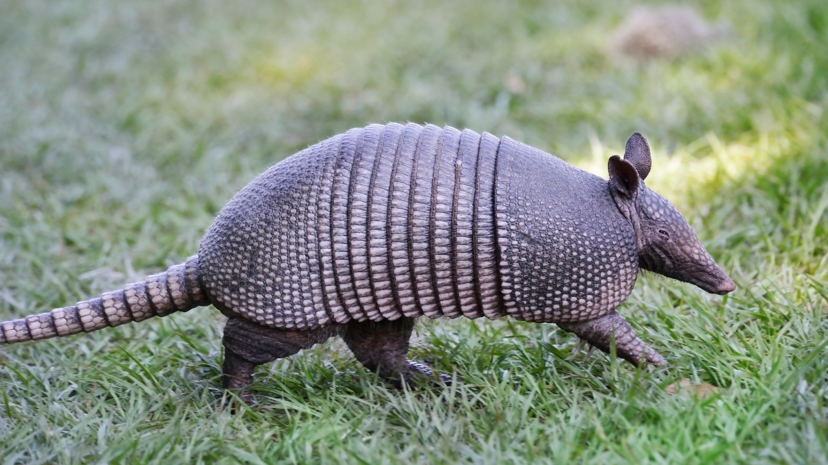 Featured image for “The Armadillo and the Bobcat”