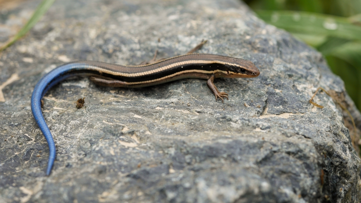 Featured image for “World Lizard Day”
