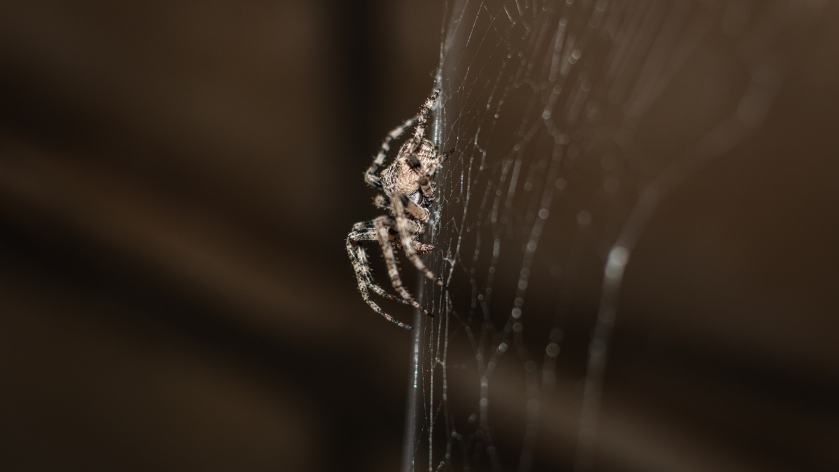 Featured image for “Spectacular Spiders: The Dark Fishing Spider”