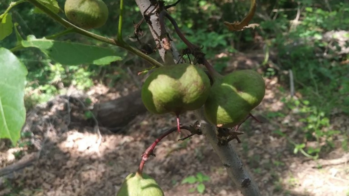Featured image for “Update On Mexican Buckeye Tree!”