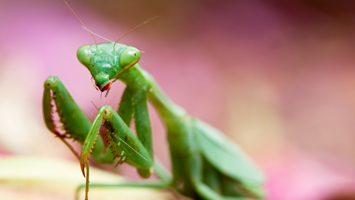 Featured image for “Baby Praying Mantis!”