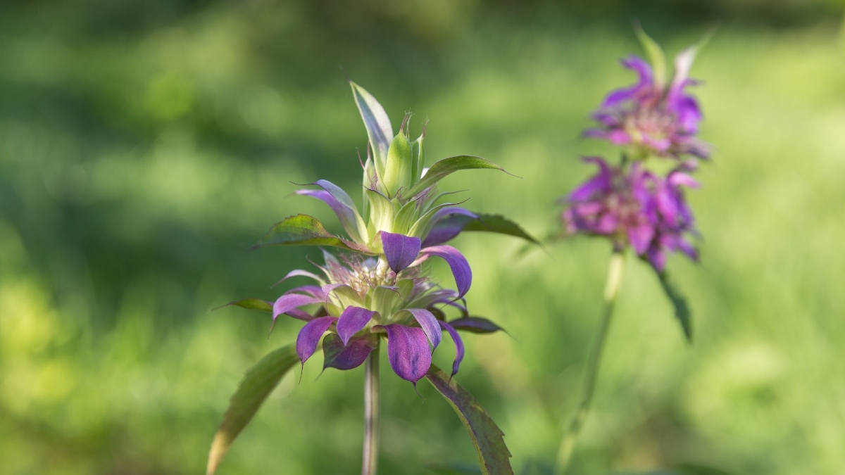 Featured image for “The Many Benefits of Native Plants!”