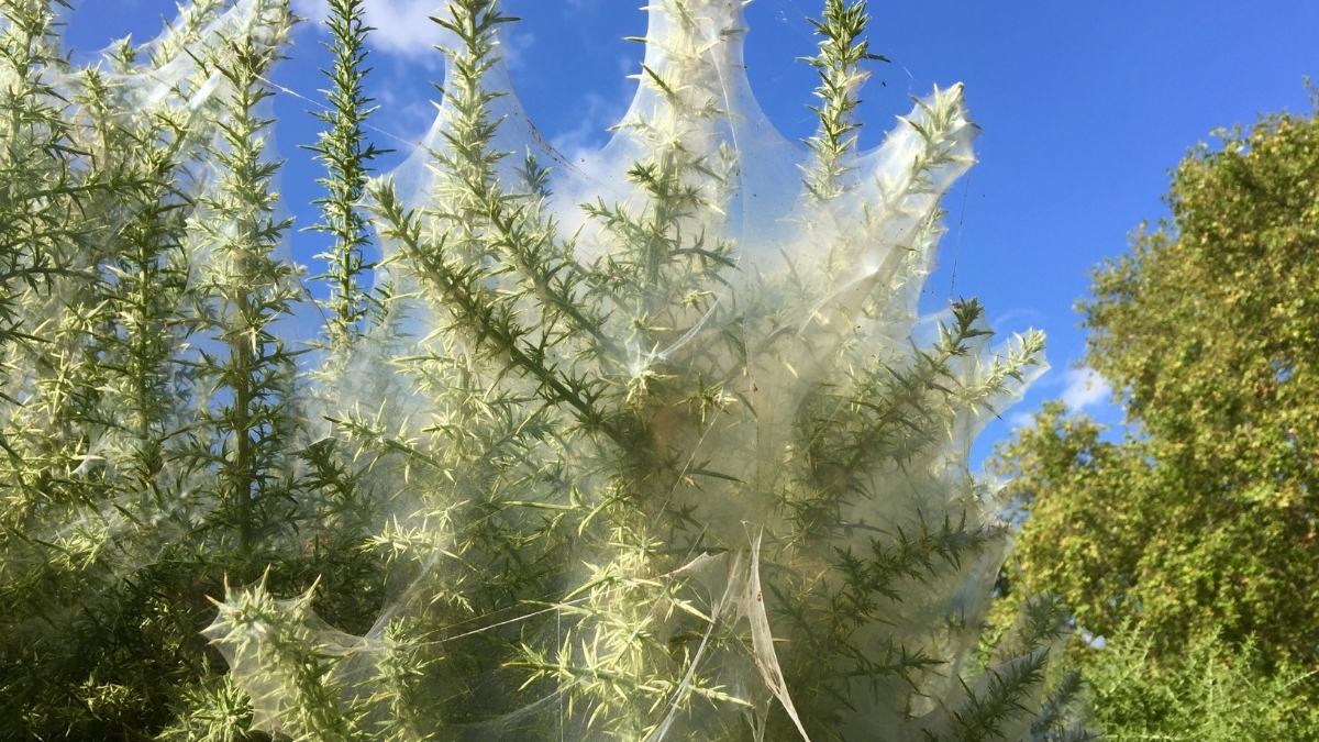 Featured image for “Are Some River Legacy Trees Haunted?”