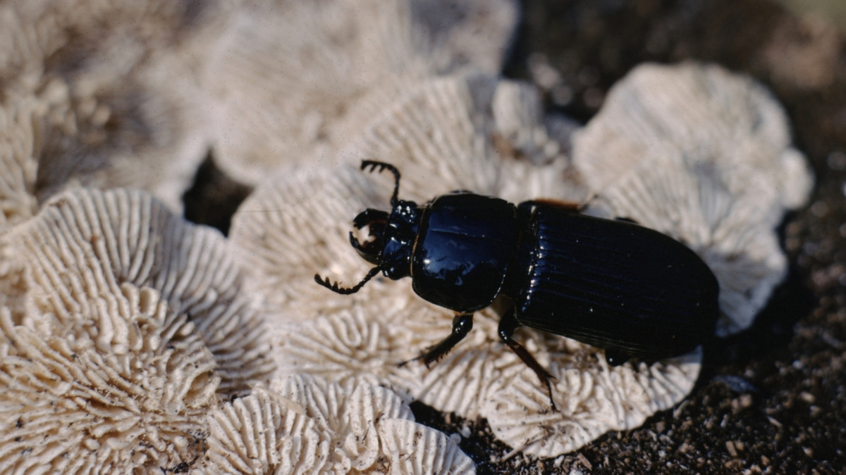 Featured image for “Beautiful Beetles”