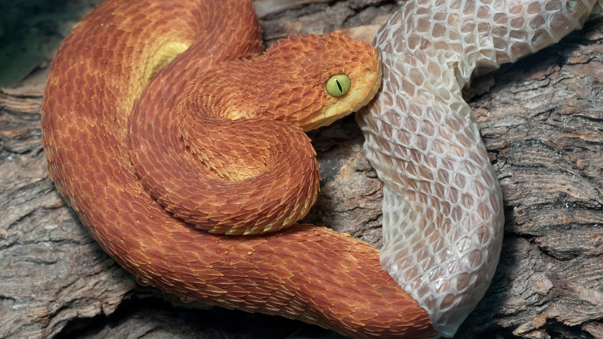 Featured image for “Shedding Snakes”