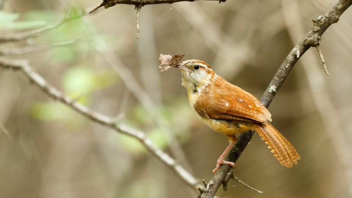Featured image for “Great Backyard Bird Count”