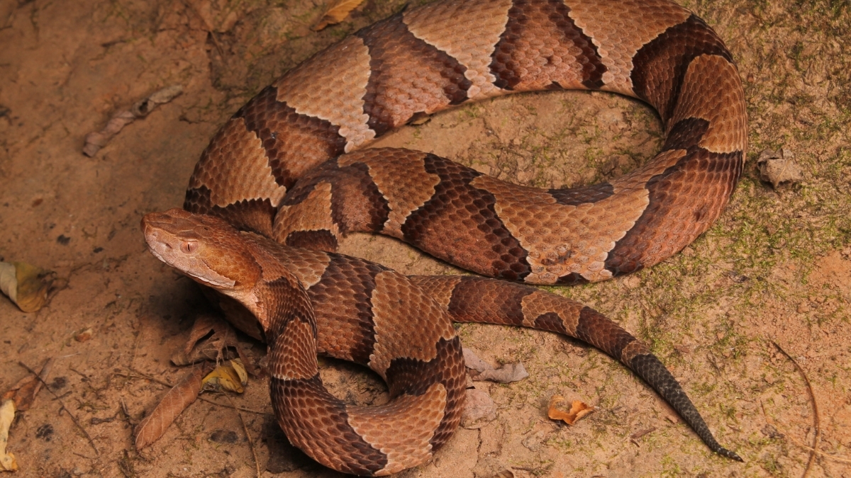 Featured image for “What You Might Not Know About Venom”