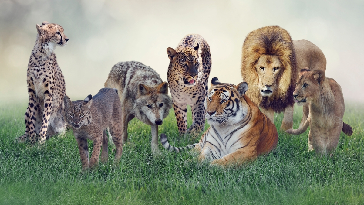 Featured image for “How come there are no blue or green mammals?”