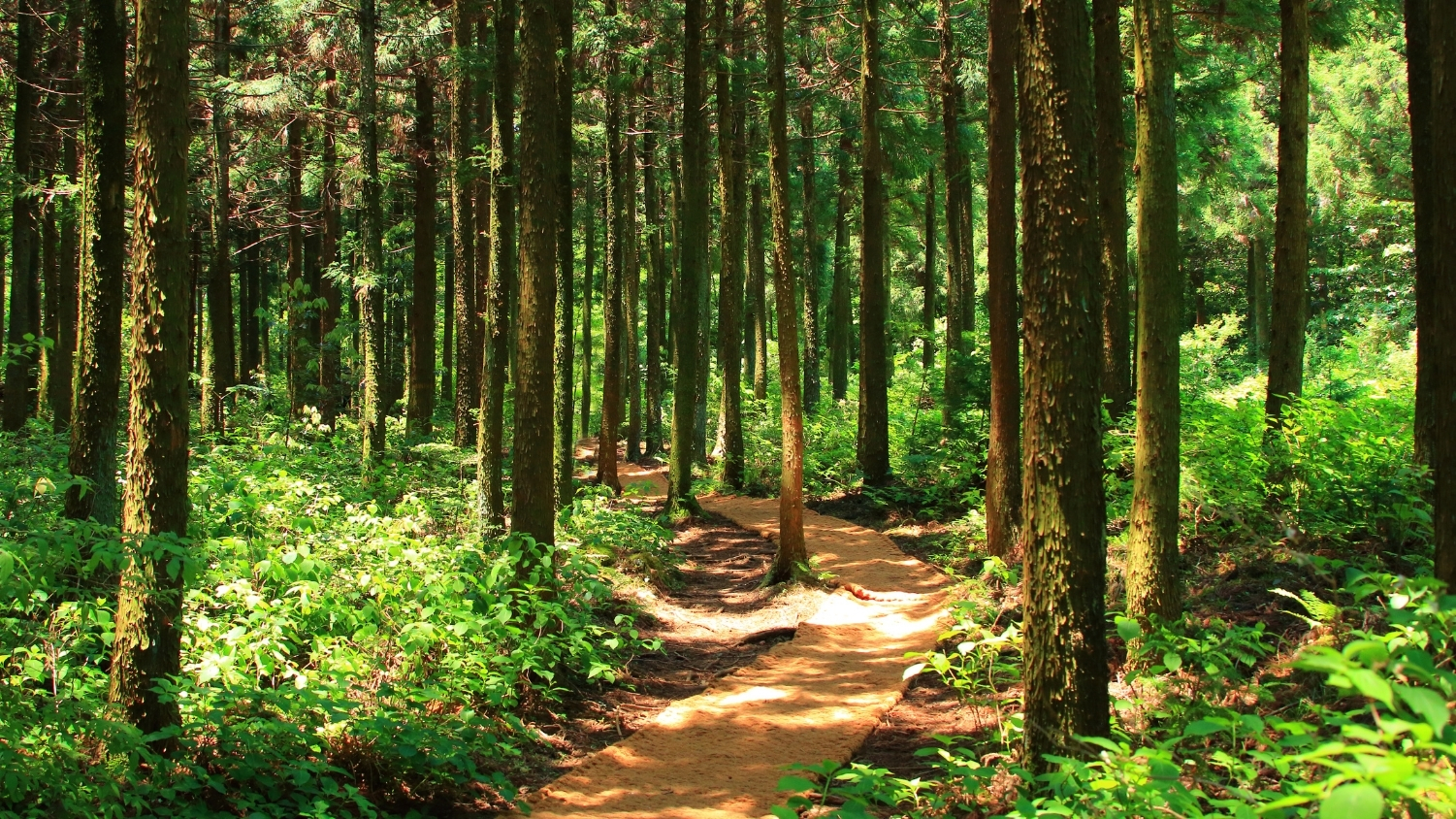 Featured image for “A Forest’s Purpose”