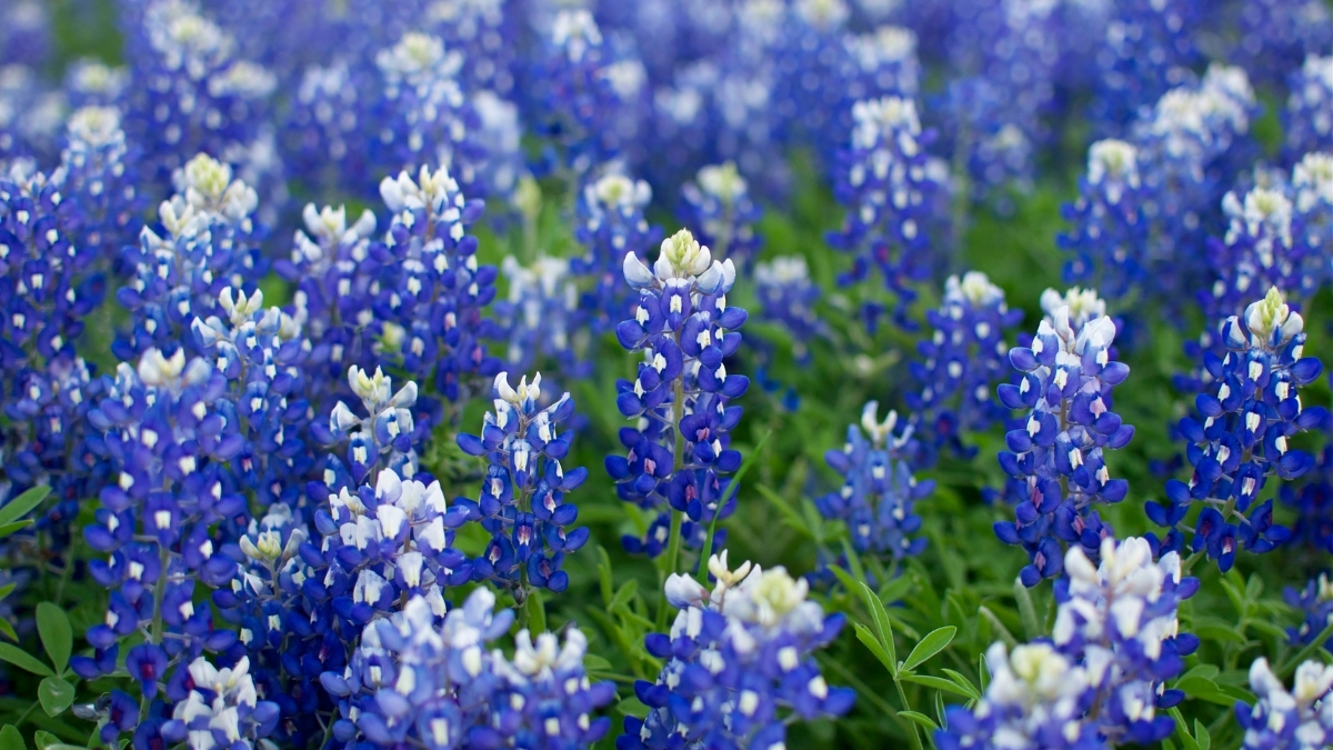 Featured image for “Spring in North Texas”