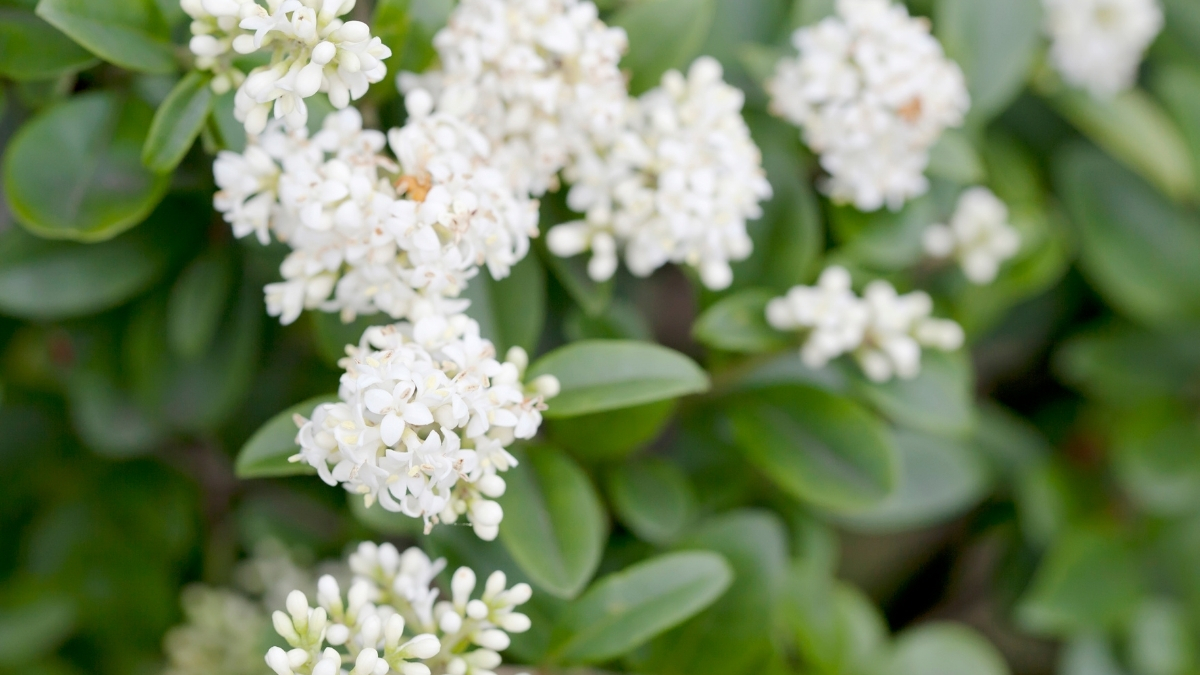 Featured image for “Privet”