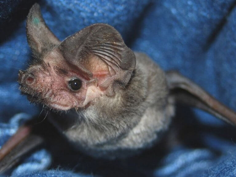 Featured image for “Adventures with Bats (2.5-4 yrs old)”