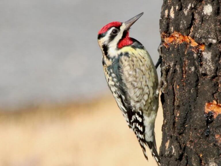 Featured image for “Adventures with Woodpeckers (2.5-4 yrs old)”