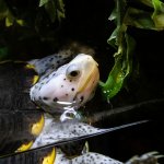 Diamondback Terrapin Dragonfruit