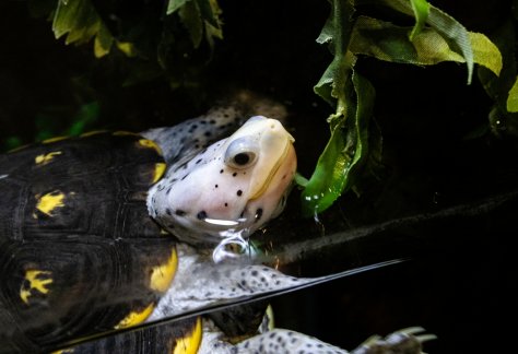 Diamondback Terrapin Dragonfruit