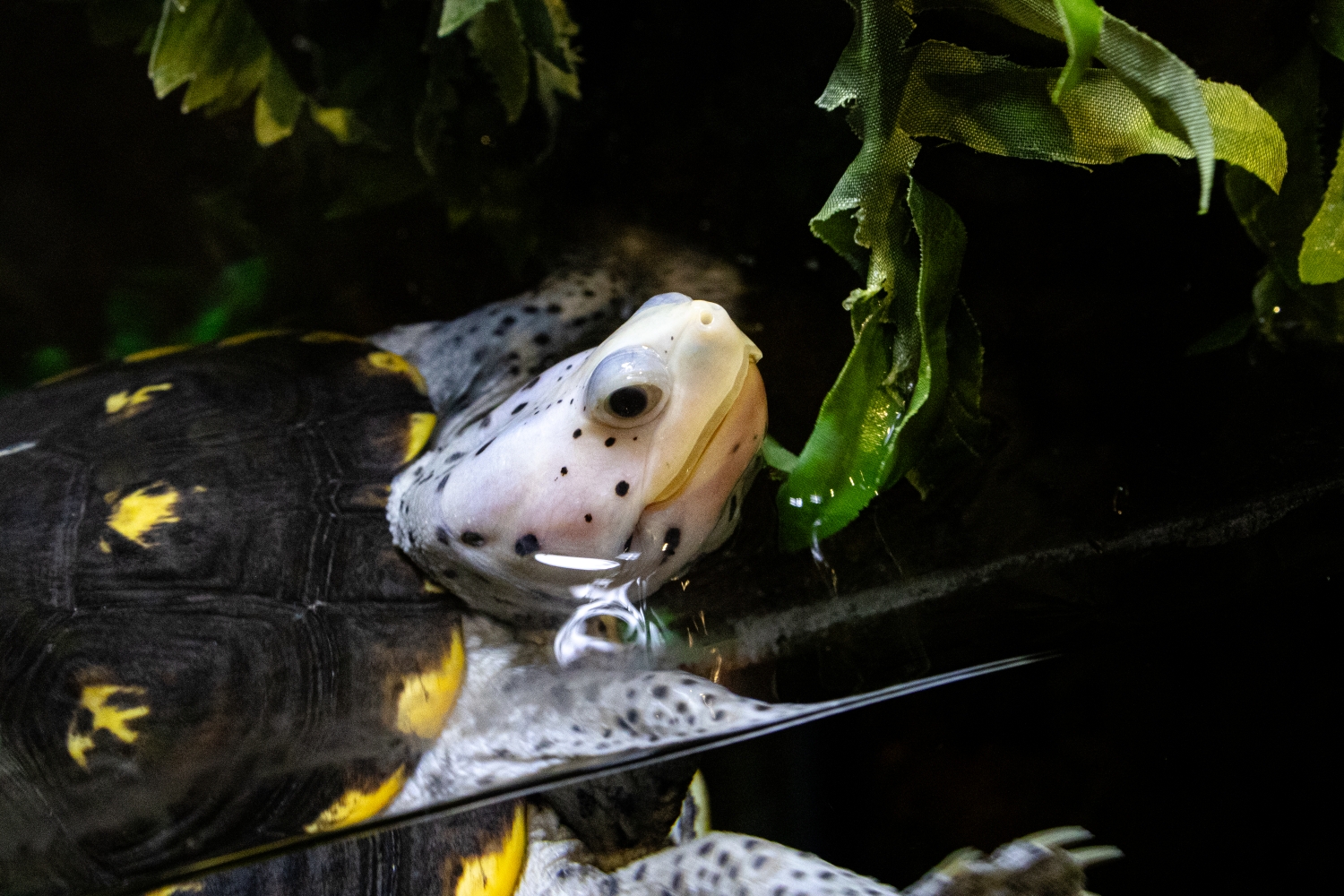 Diamondback Terrapin Dragonfruit