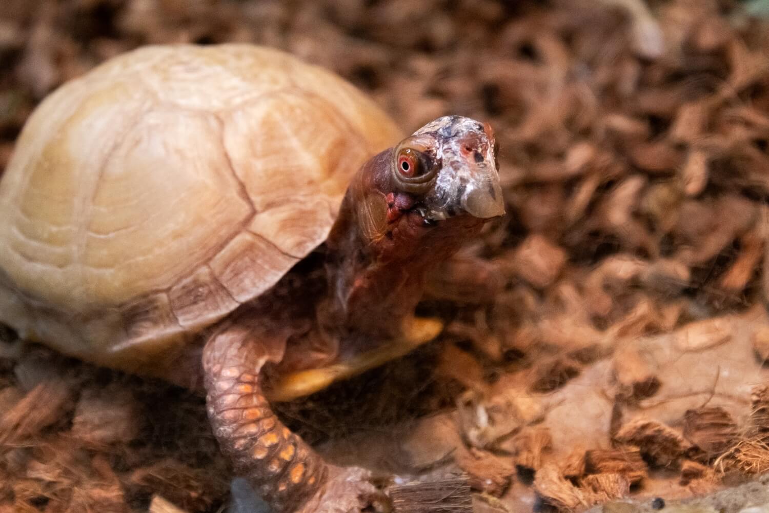 Mr. Six the 3 Toed Box Turtle