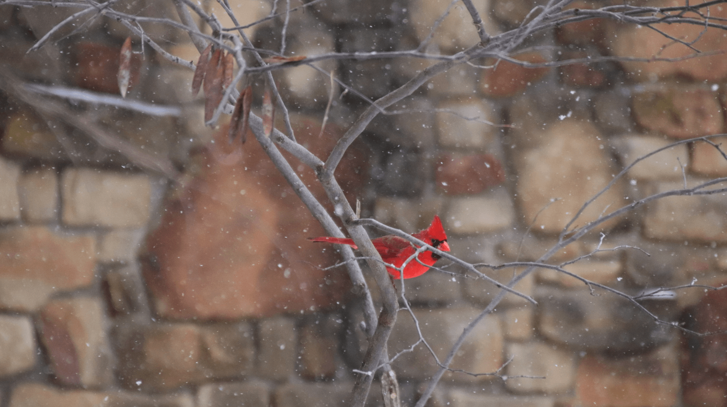 Featured image for “Birds of a Feather Count Together: A Look at River Legacy’s Great Backyard Bird Count of 2025”