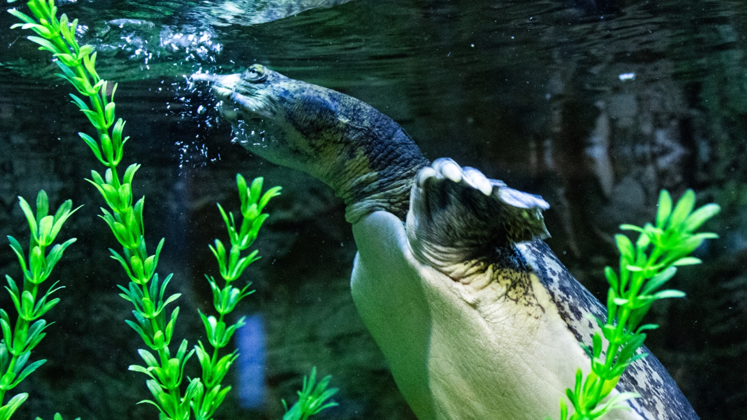 Featured image for “River Legacy Foundation Launches Adopt an Animal Ambassador Program to Connect People with Wildlife”