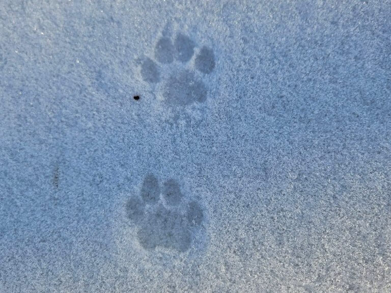 Featured image for “Animal Track Adventures Enrichment Class (Ages 5-9)”