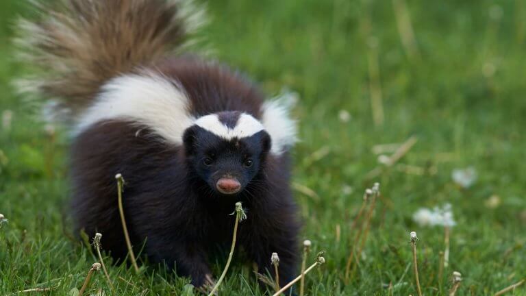 Featured image for “Adventures with Skunks (2.5-4 yrs old)”
