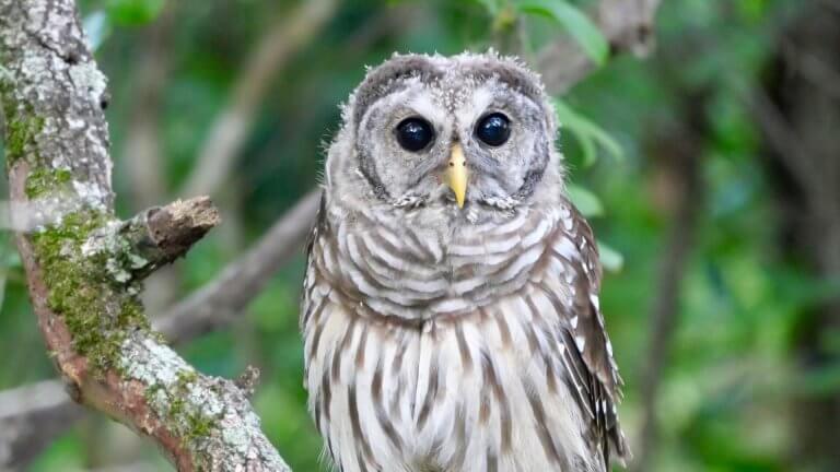 Featured image for “Adventures with Owls (2.5-4 yrs old)”