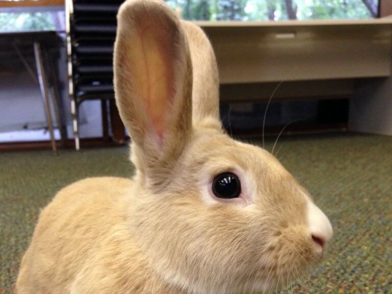Featured image for “Adventures with Rabbits (2.5-4 yrs old)”