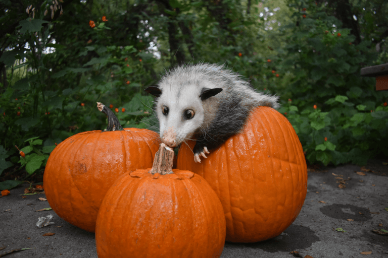 Featured image for “Fall Festival”
