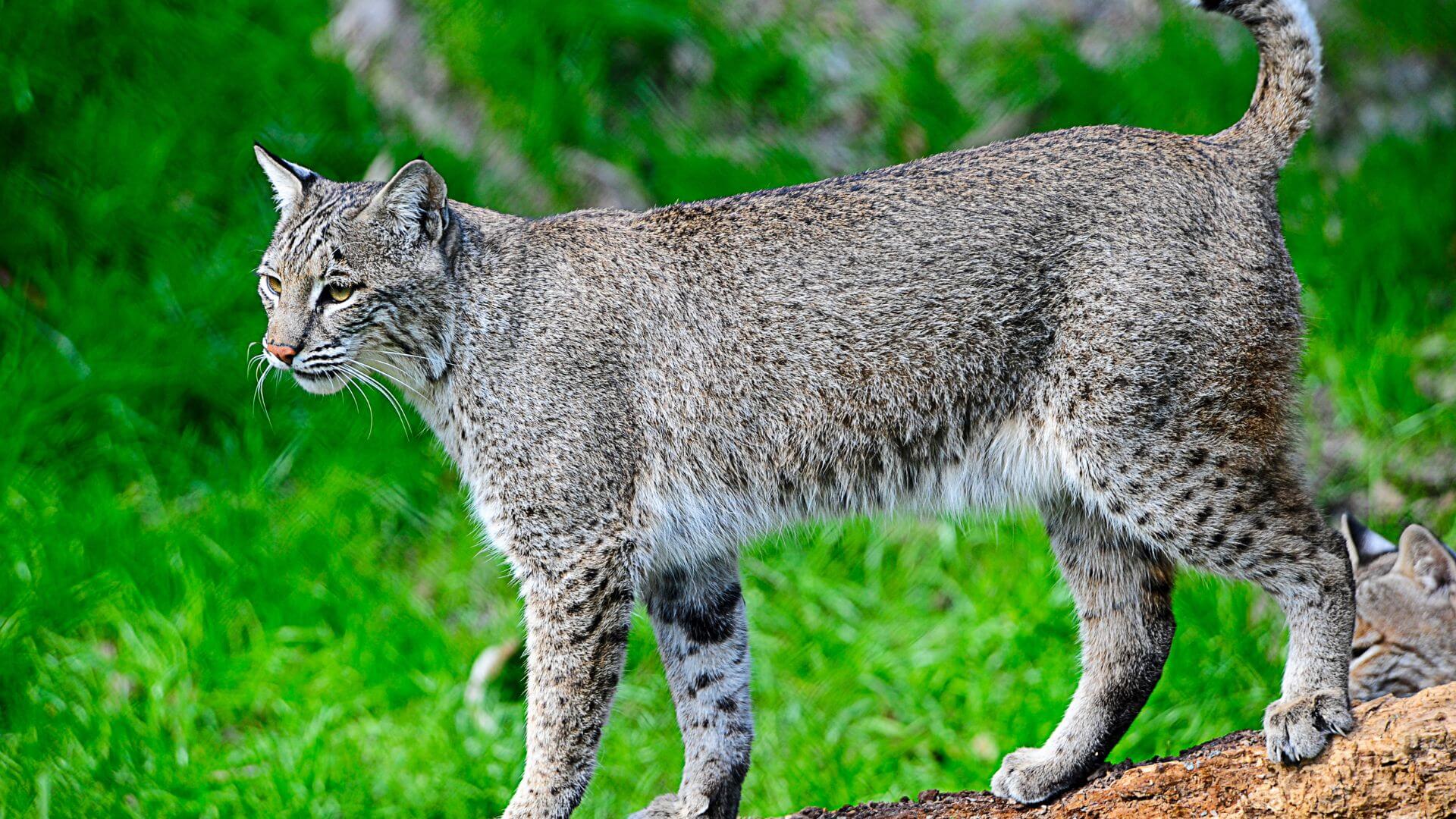 Featured image for “Coexisting with Bobcats Presentation (ages 12+)”