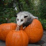 Featured image for “Fall Festival”