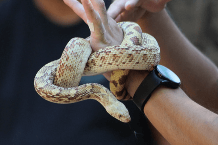 Featured image for “Free Animal Presentation: Sonoran Gopher Snake”