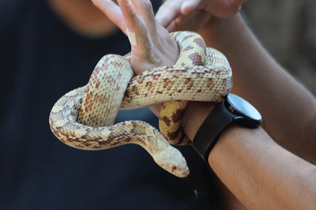 Featured image for “Free Animal Presentation: Sonoran Gopher Snake”